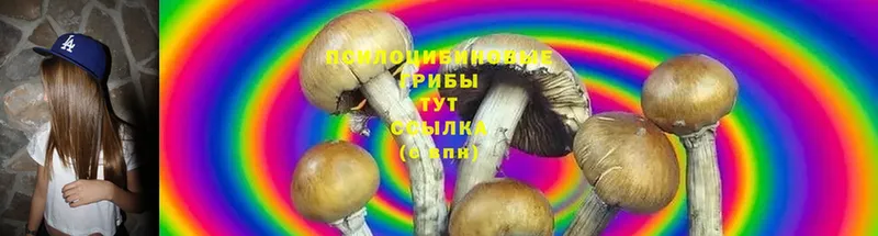 Галлюциногенные грибы Psilocybine cubensis  Ярославль 